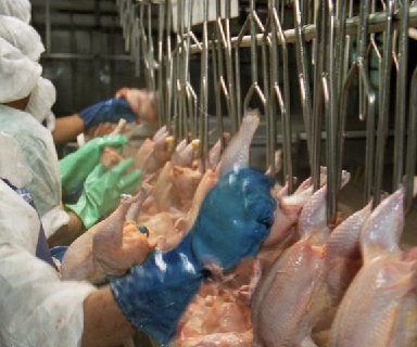 Industria Carne pollo campylobacter
