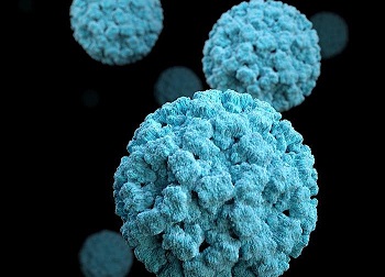 Norovirus