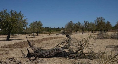 Xylella Baleares