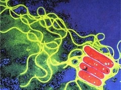 bacteria imagen