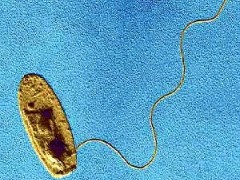 92-m.jpg microscópico